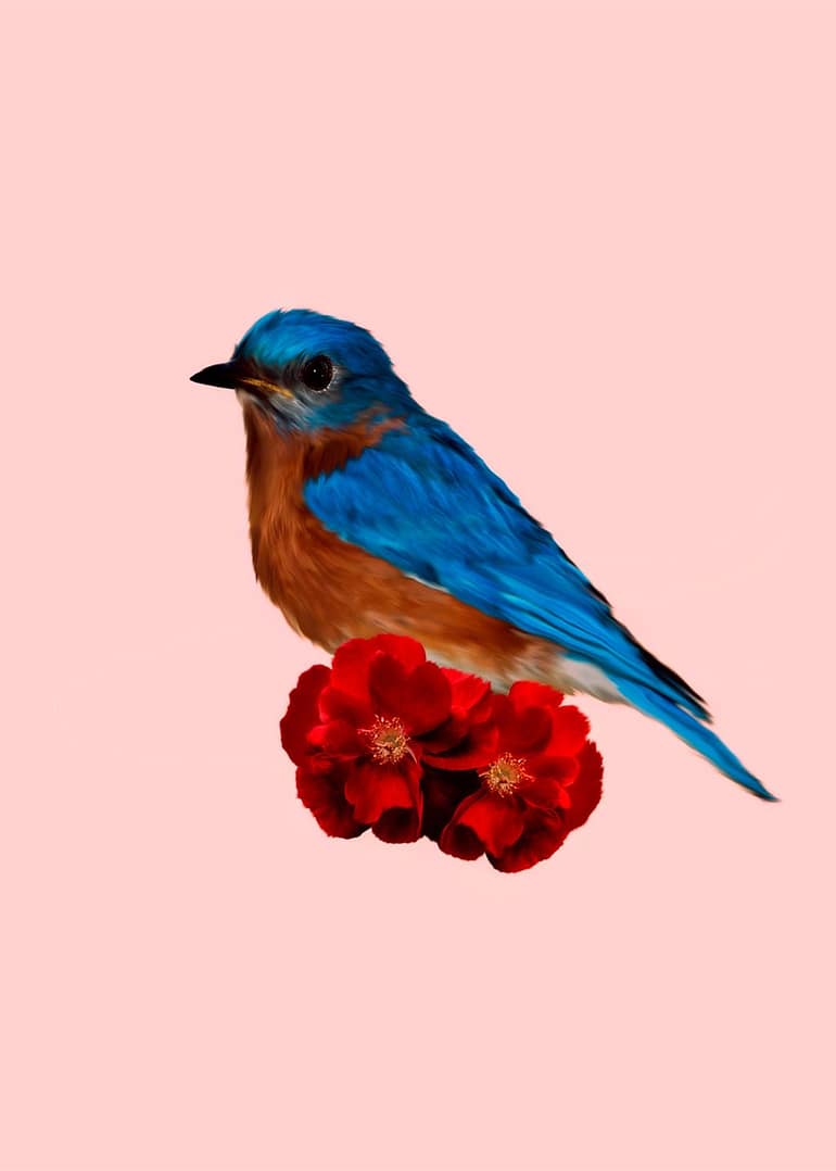 The blue bird